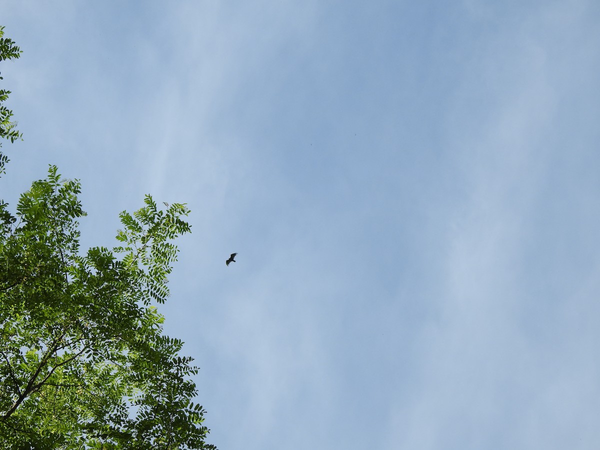 Turkey Vulture - ML619503130