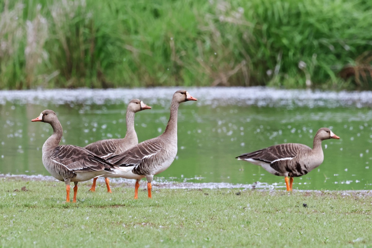 Greater White-fronted Goose - ML619503131