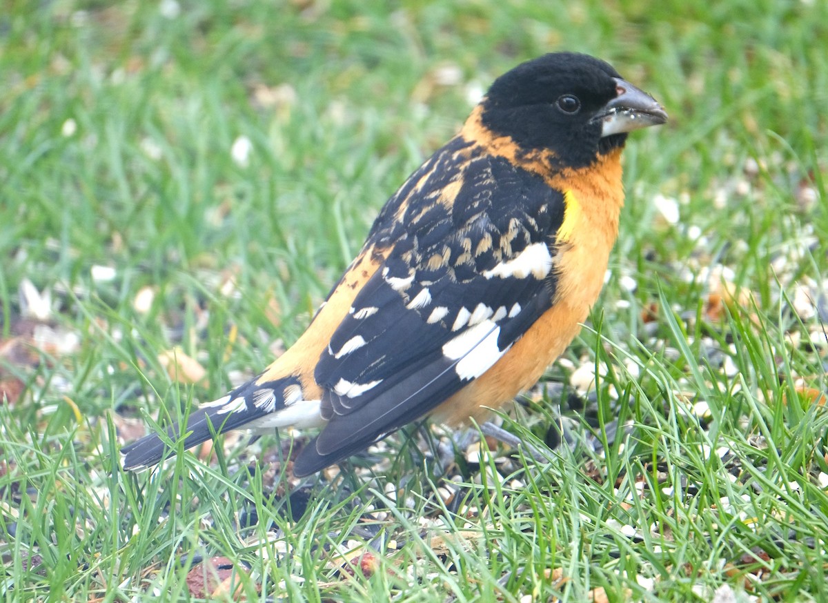 Black-headed Grosbeak - Maggie  Ryan