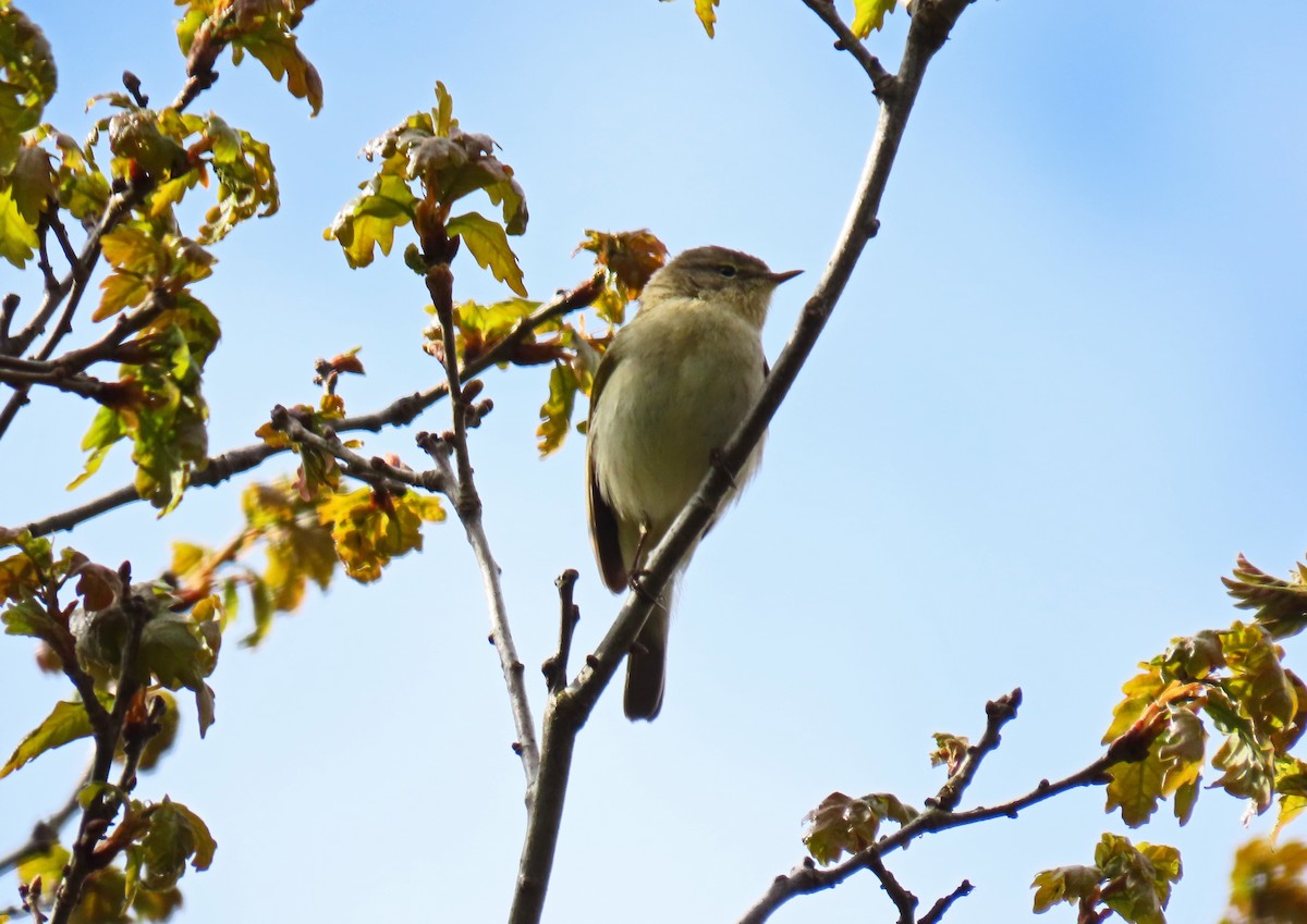 Common Chiffchaff - Francisco Javier Calvo lesmes