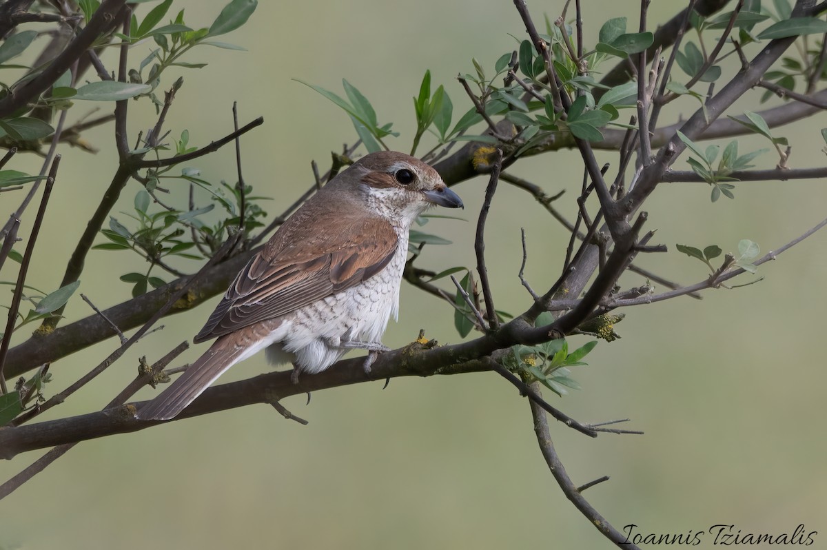 Red-backed Shrike - Ioannis Tziamalis