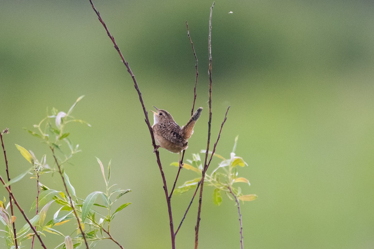 Sedge Wren - Joseph Phipps