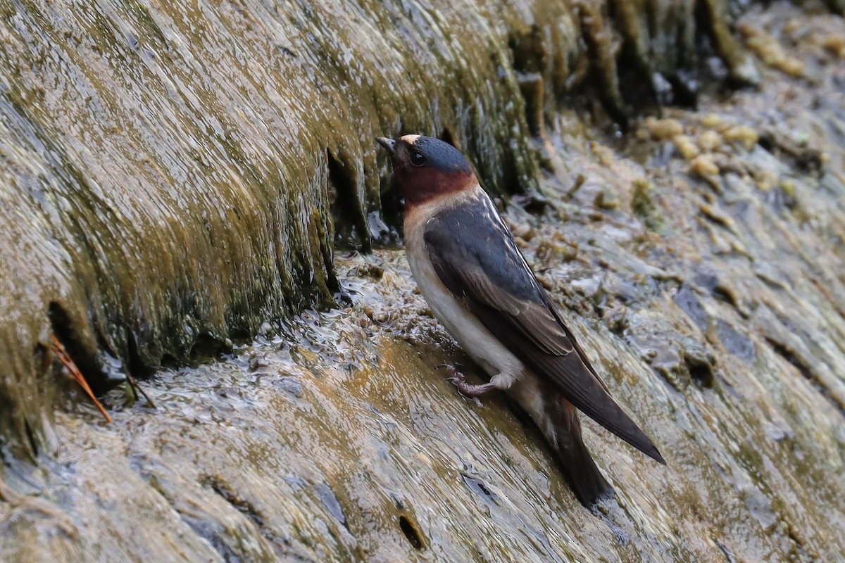 Cliff Swallow - Brenda Bull