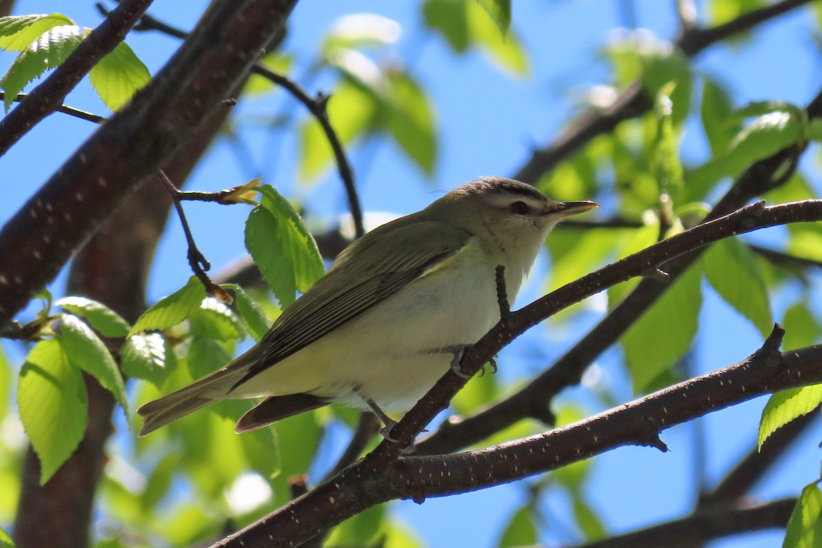 Red-eyed Vireo - John Zakelj