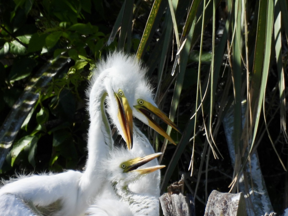 Great Egret - Laurie Miraglia