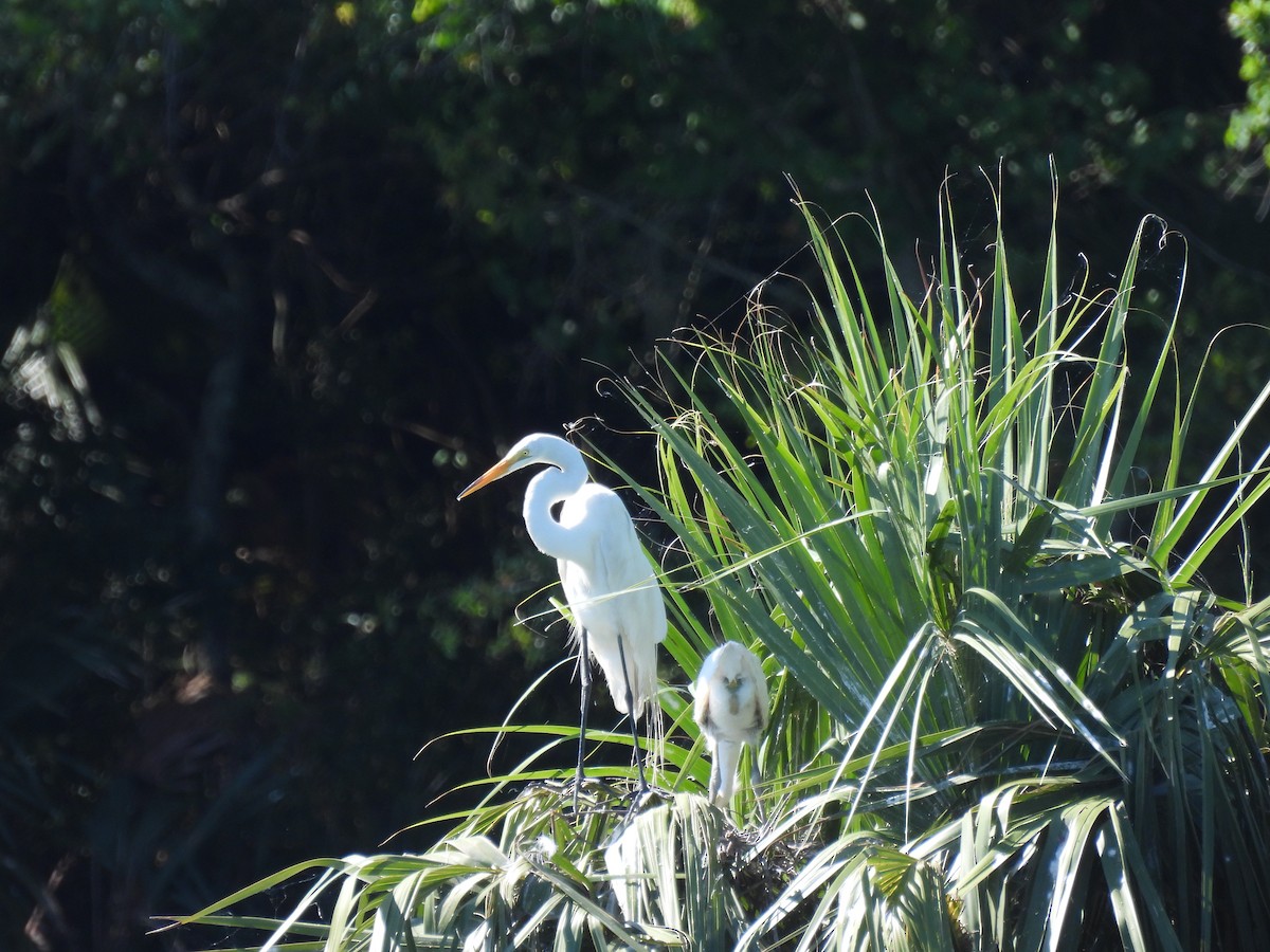 Great Egret - Laurie Miraglia