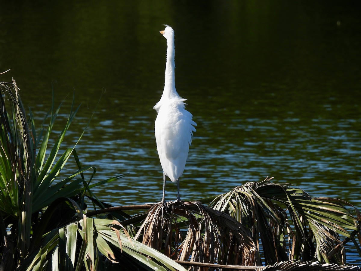 Great Egret - Laurie Miraglia