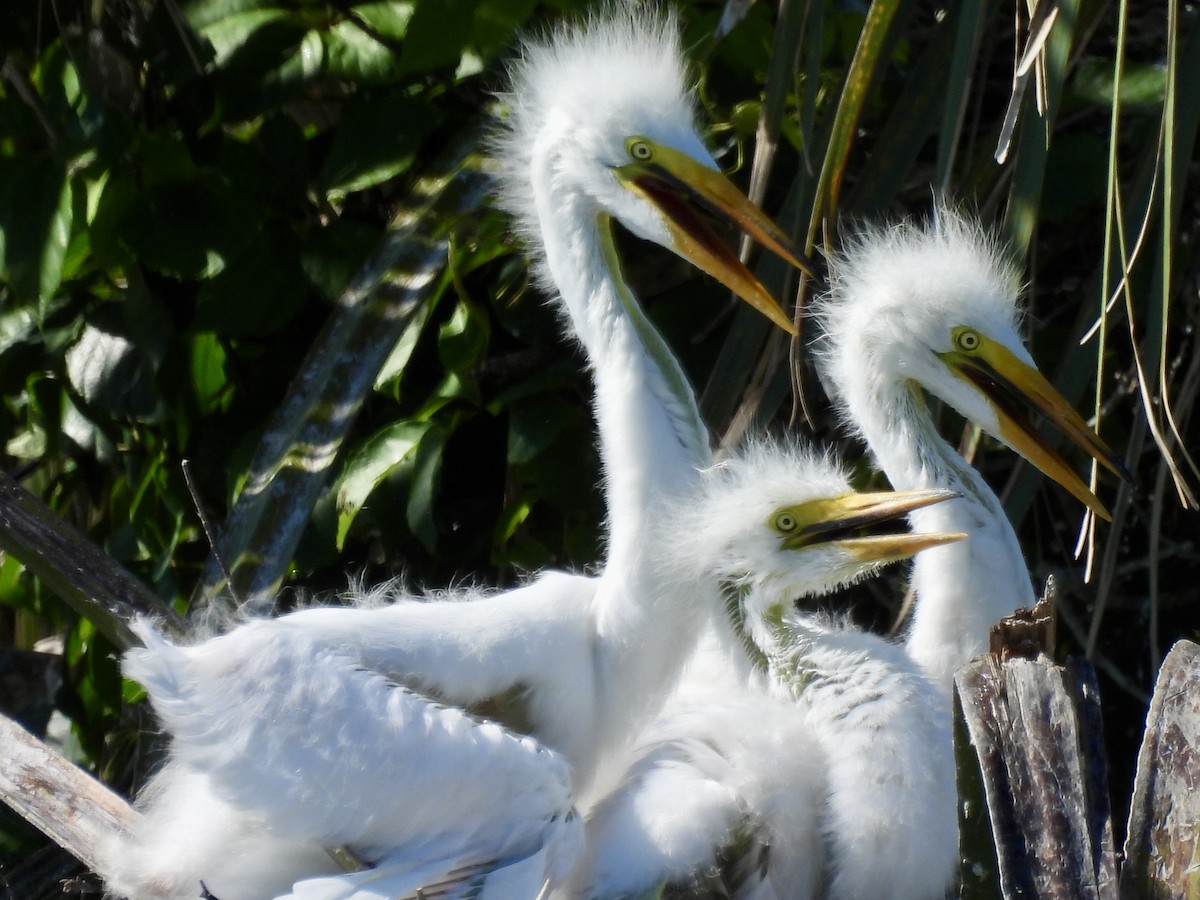 Great Egret - Laurie Miraglia