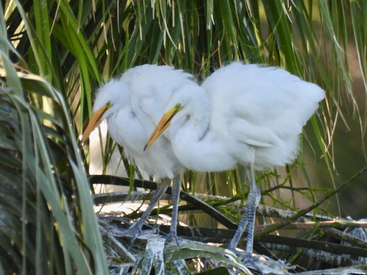 Great Egret - Laurie Miraglia