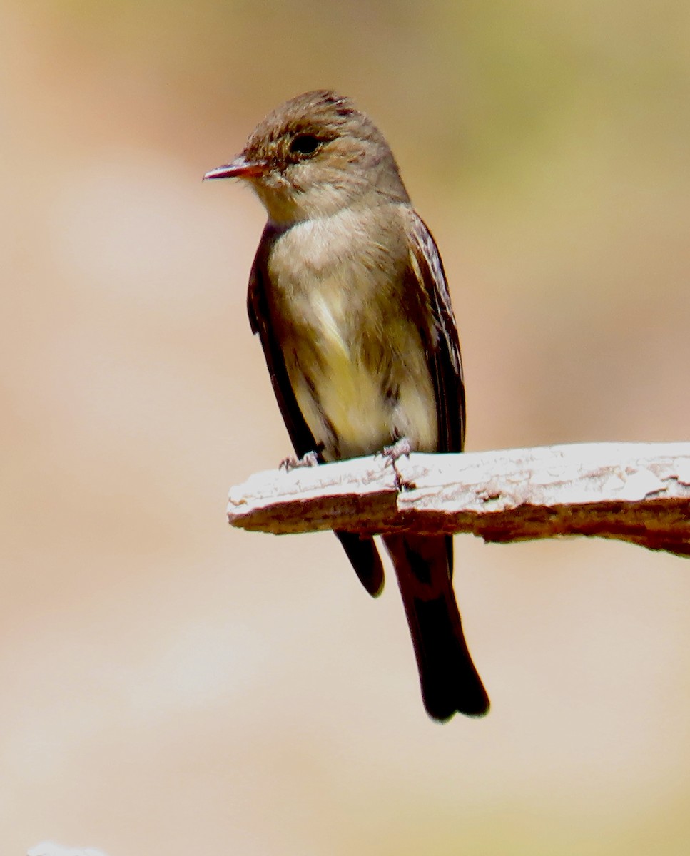 Western Wood-Pewee - Don Witter