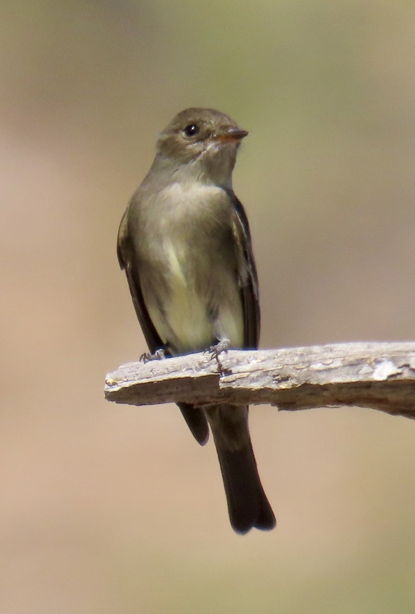 Western Wood-Pewee - Don Witter