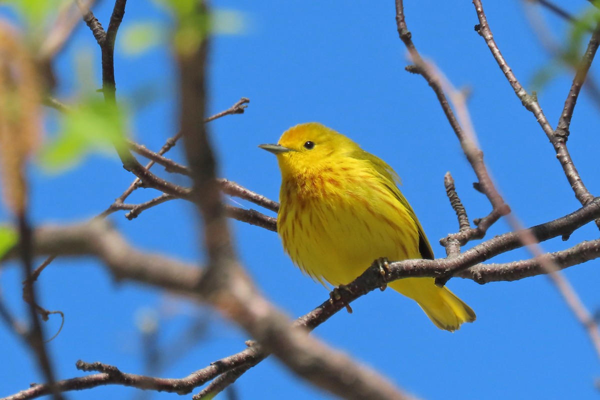 Yellow Warbler - John Zakelj