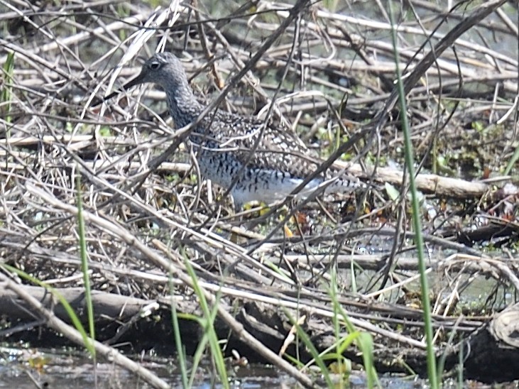 Greater Yellowlegs - Colin Fisher