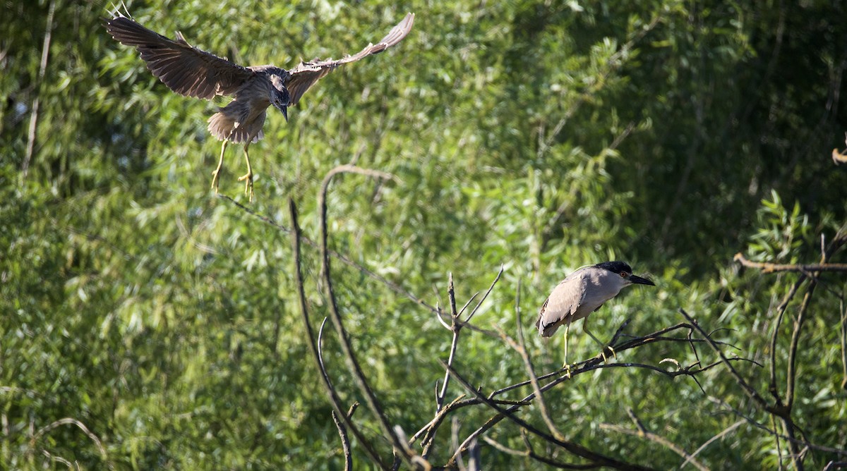 Black-crowned Night Heron - Mark Elness