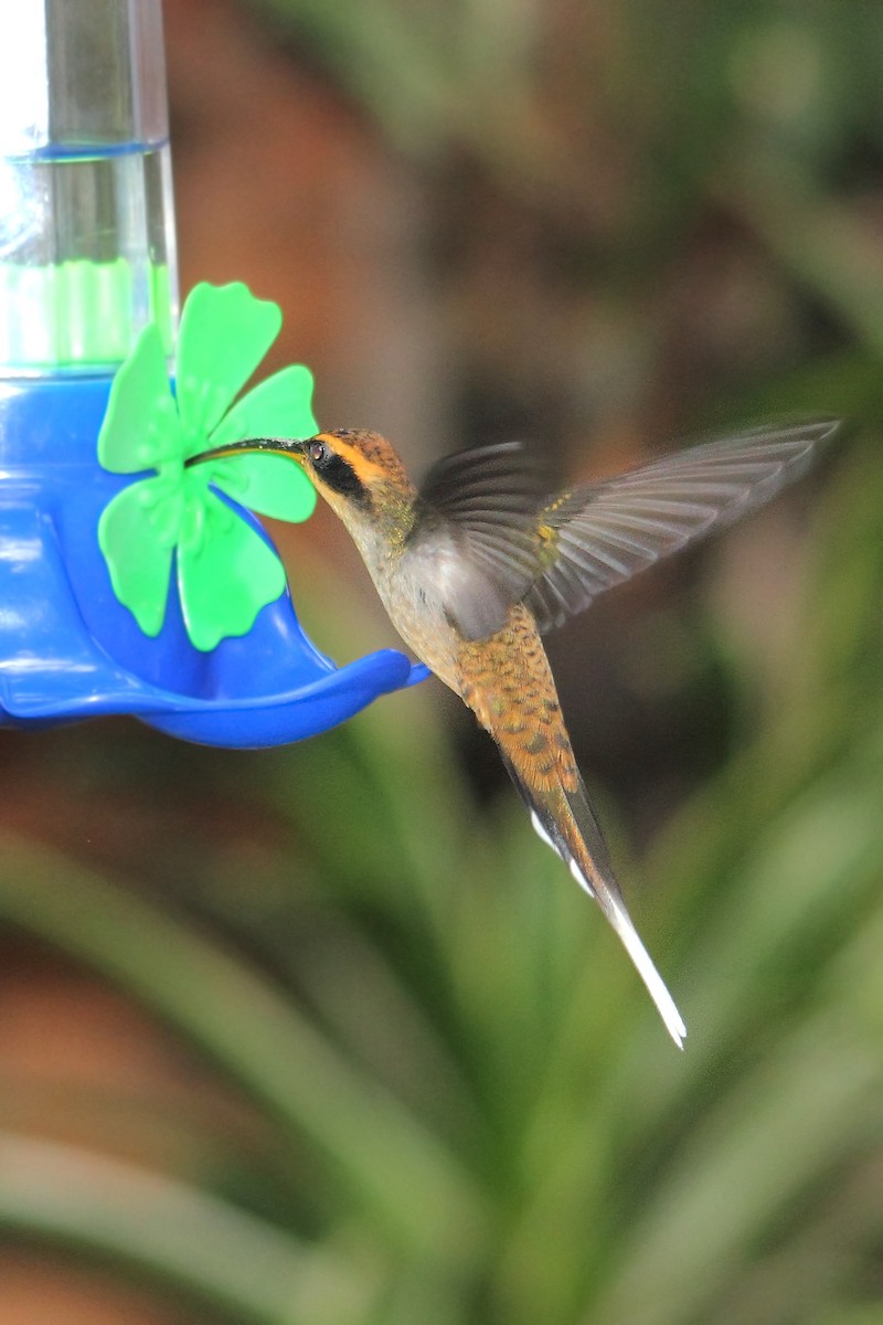 Scale-throated Hermit - Adrián Braidotti