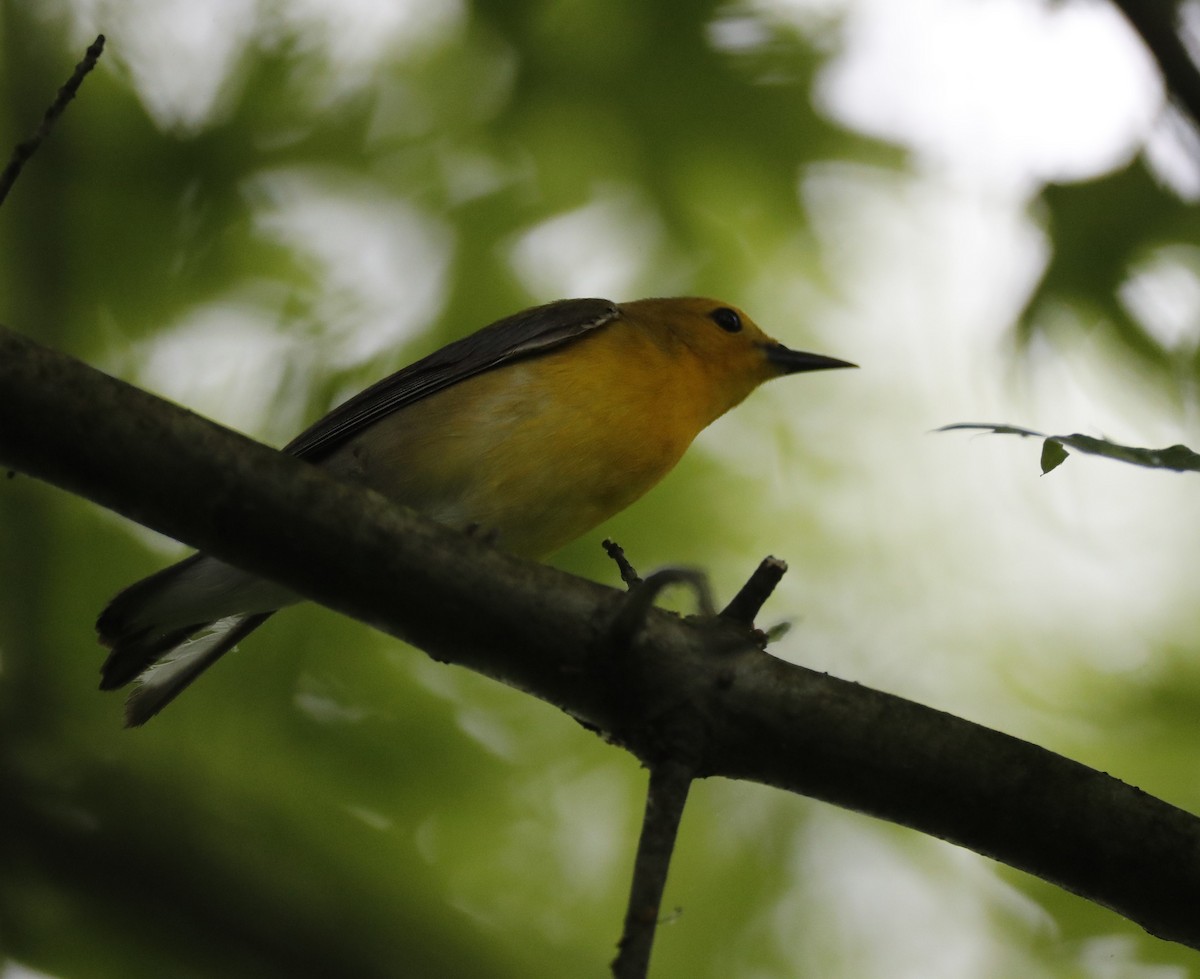 Prothonotary Warbler - Jason Fehon