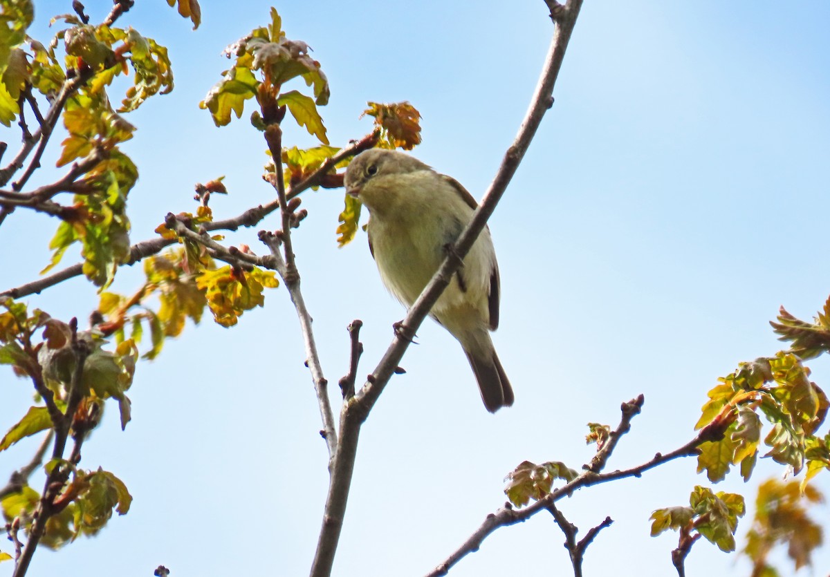 Common Chiffchaff - Francisco Javier Calvo lesmes