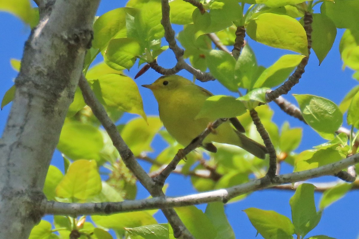 Wilson's Warbler - John Zakelj