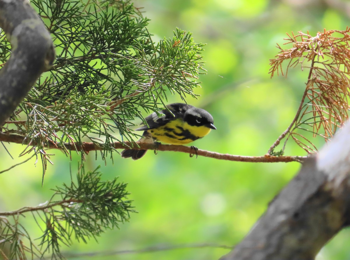 Magnolia Warbler - Ernie LeBlanc