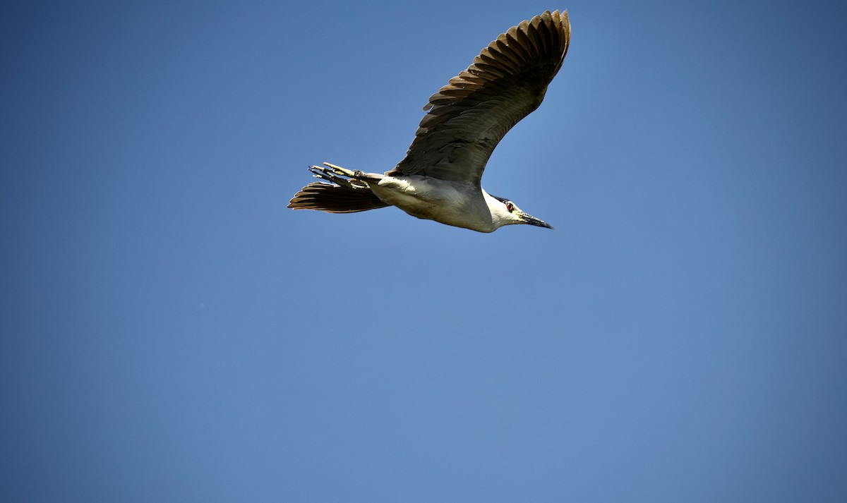 Black-crowned Night Heron - Mark Elness