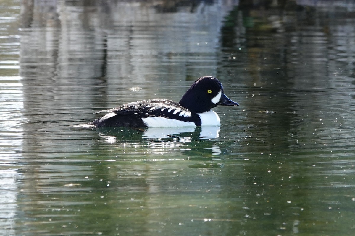 Barrow's Goldeneye - Mark Kamprath