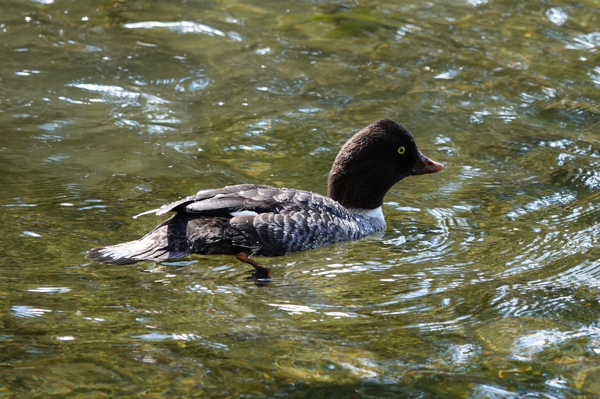 Barrow's Goldeneye - Mark Kamprath