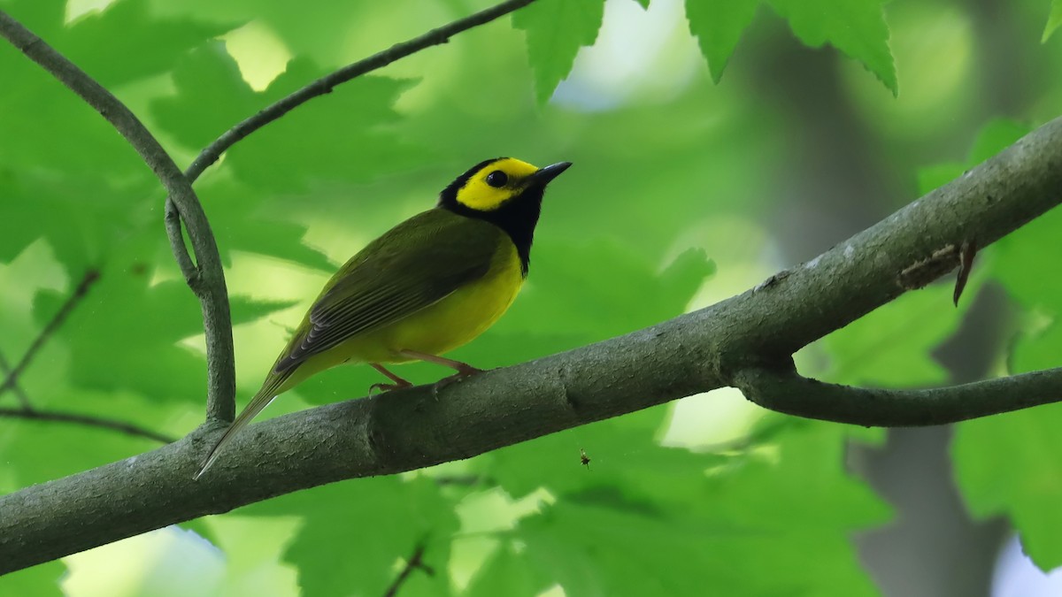 Hooded Warbler - Brenda Bull