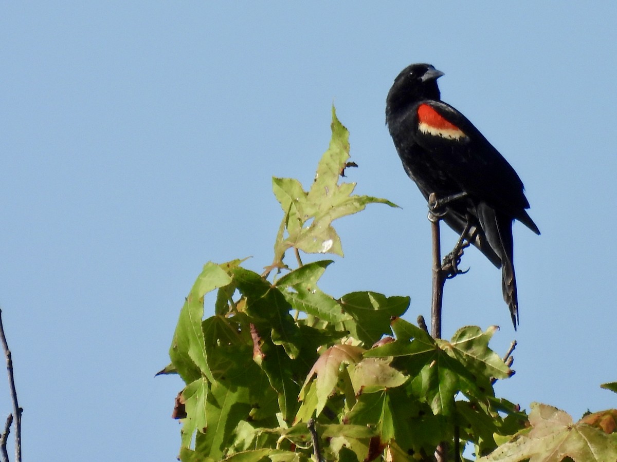 Red-winged Blackbird - Laurie Miraglia