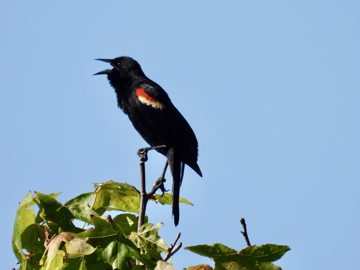 Red-winged Blackbird - Laurie Miraglia