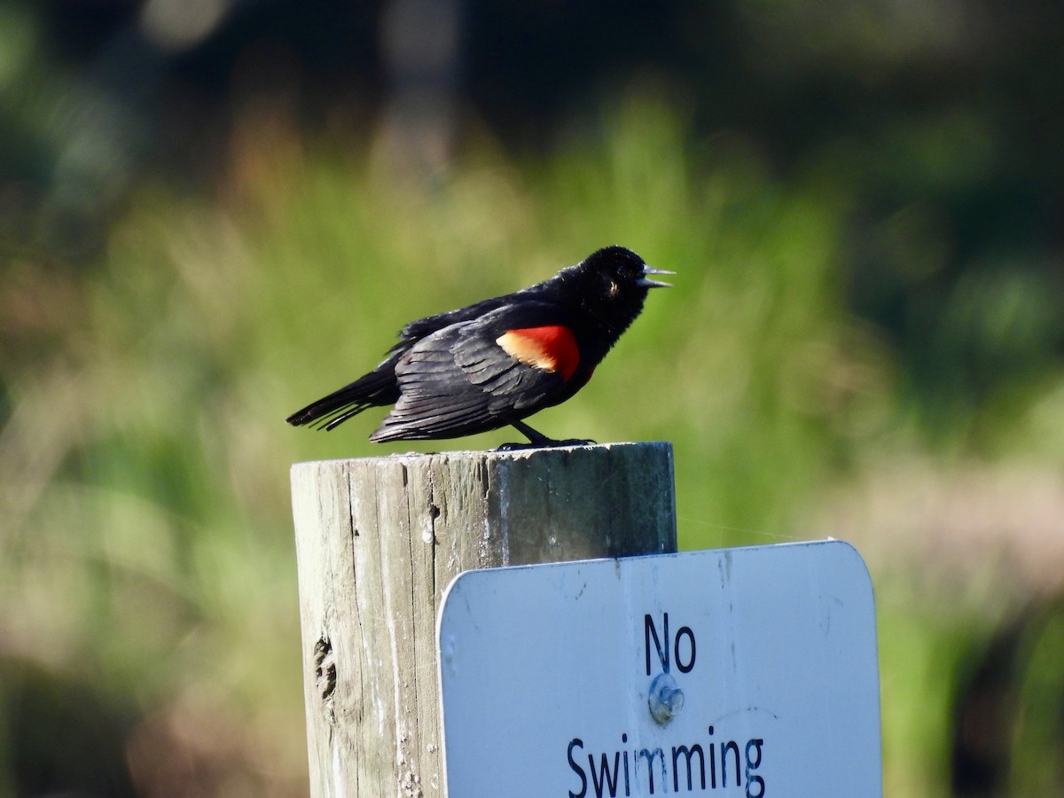 Red-winged Blackbird - Laurie Miraglia