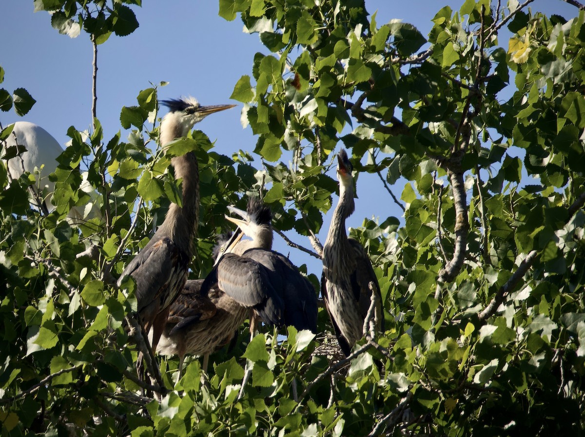 Great Blue Heron - Mark Elness