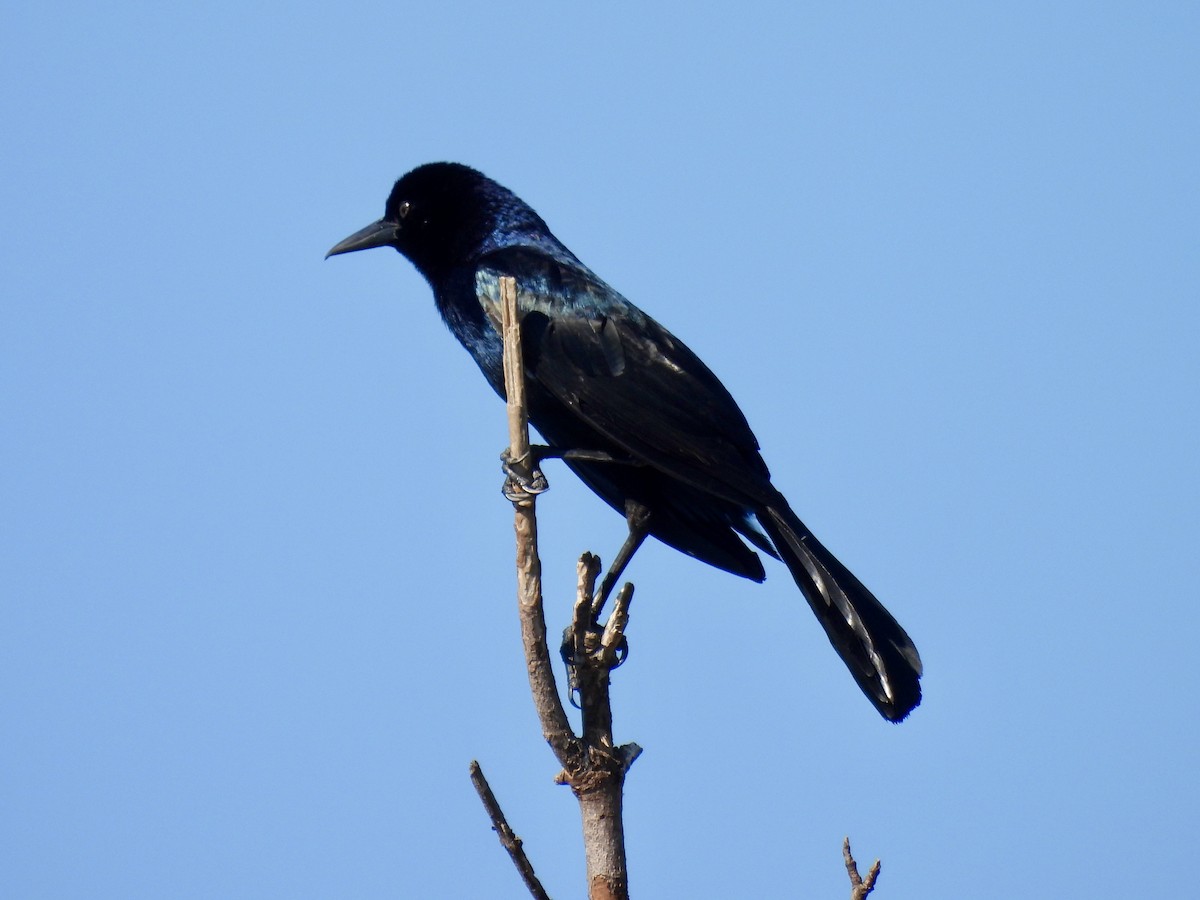 Boat-tailed Grackle - Laurie Miraglia