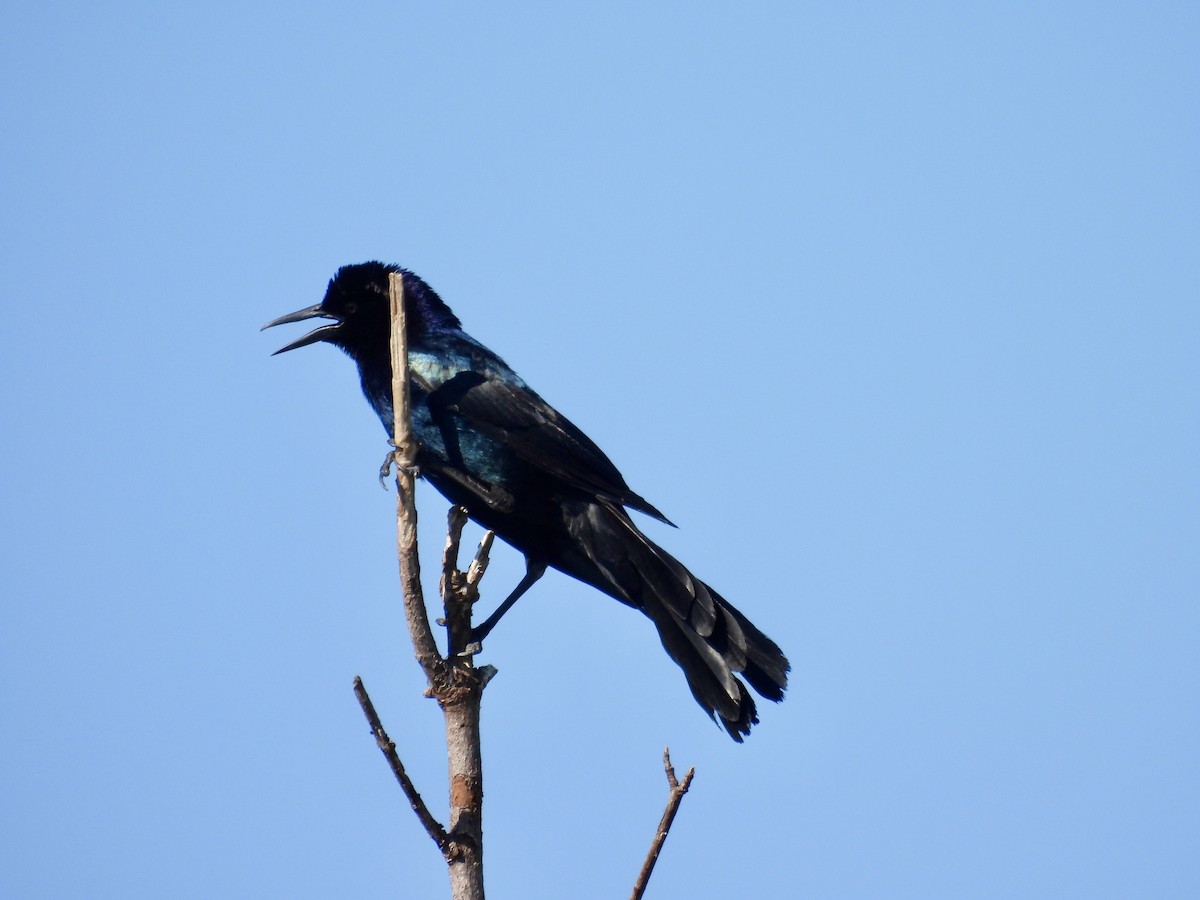 Boat-tailed Grackle - Laurie Miraglia