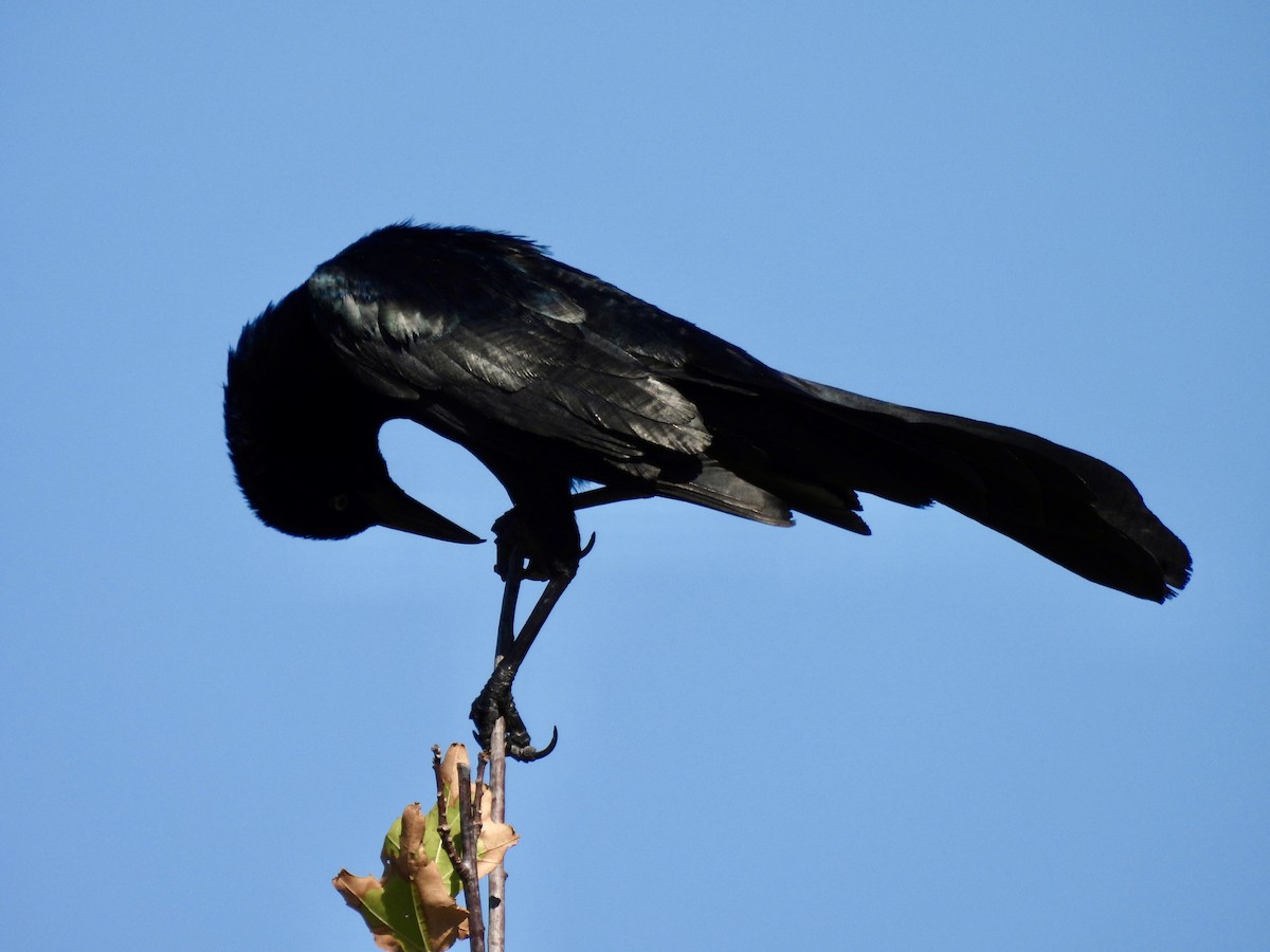 Boat-tailed Grackle - Laurie Miraglia