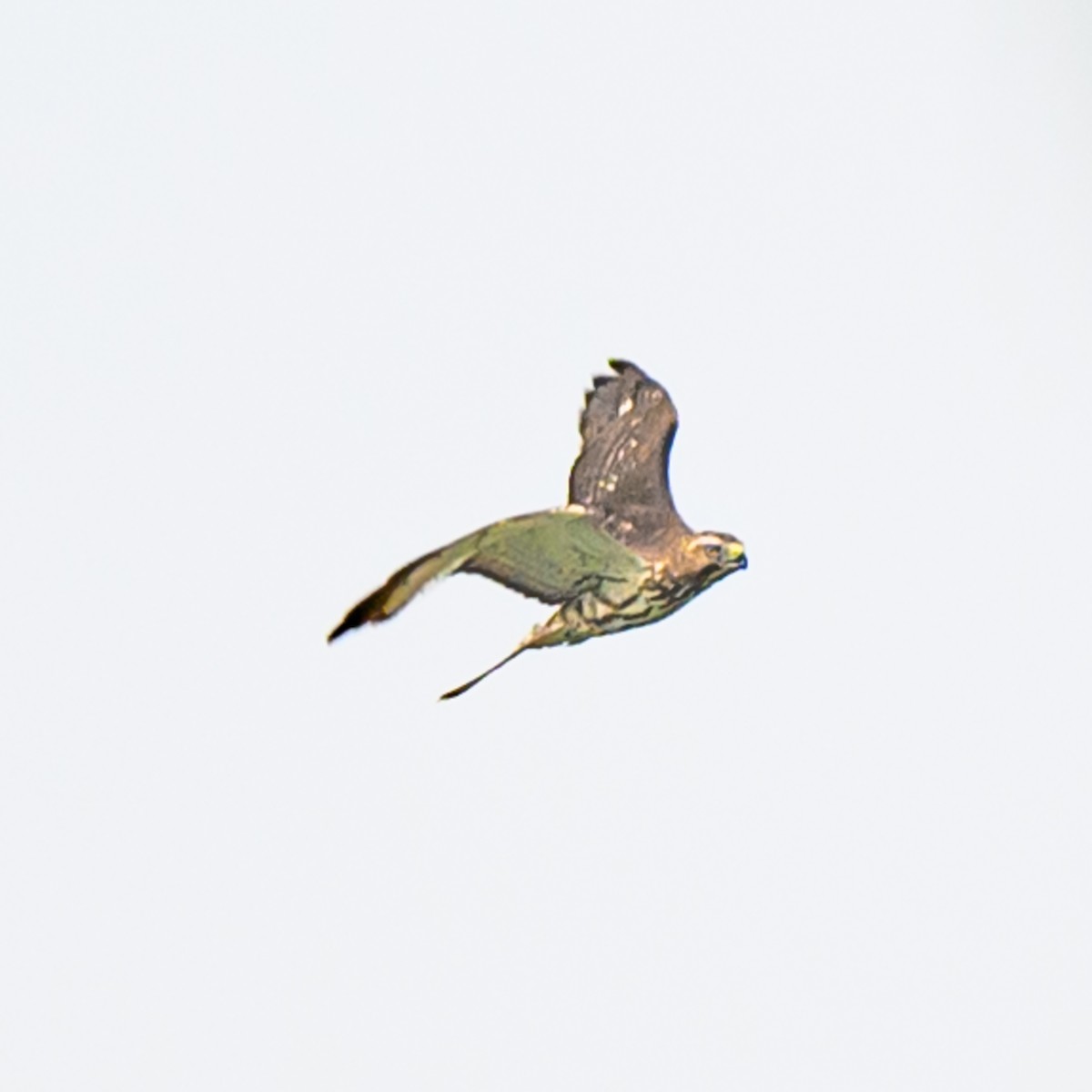 Broad-winged Hawk - Janet Hix