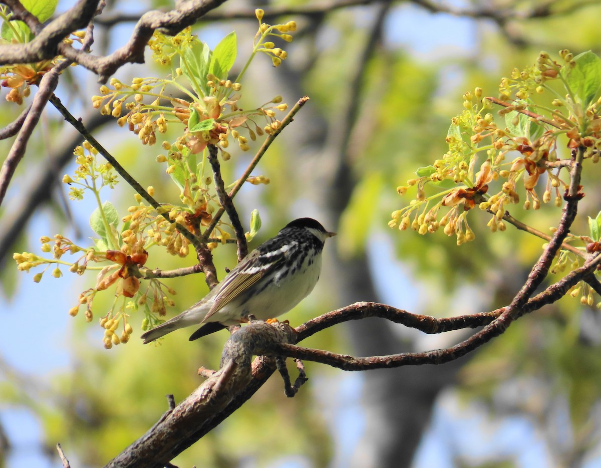 Blackpoll Warbler - Ernie LeBlanc