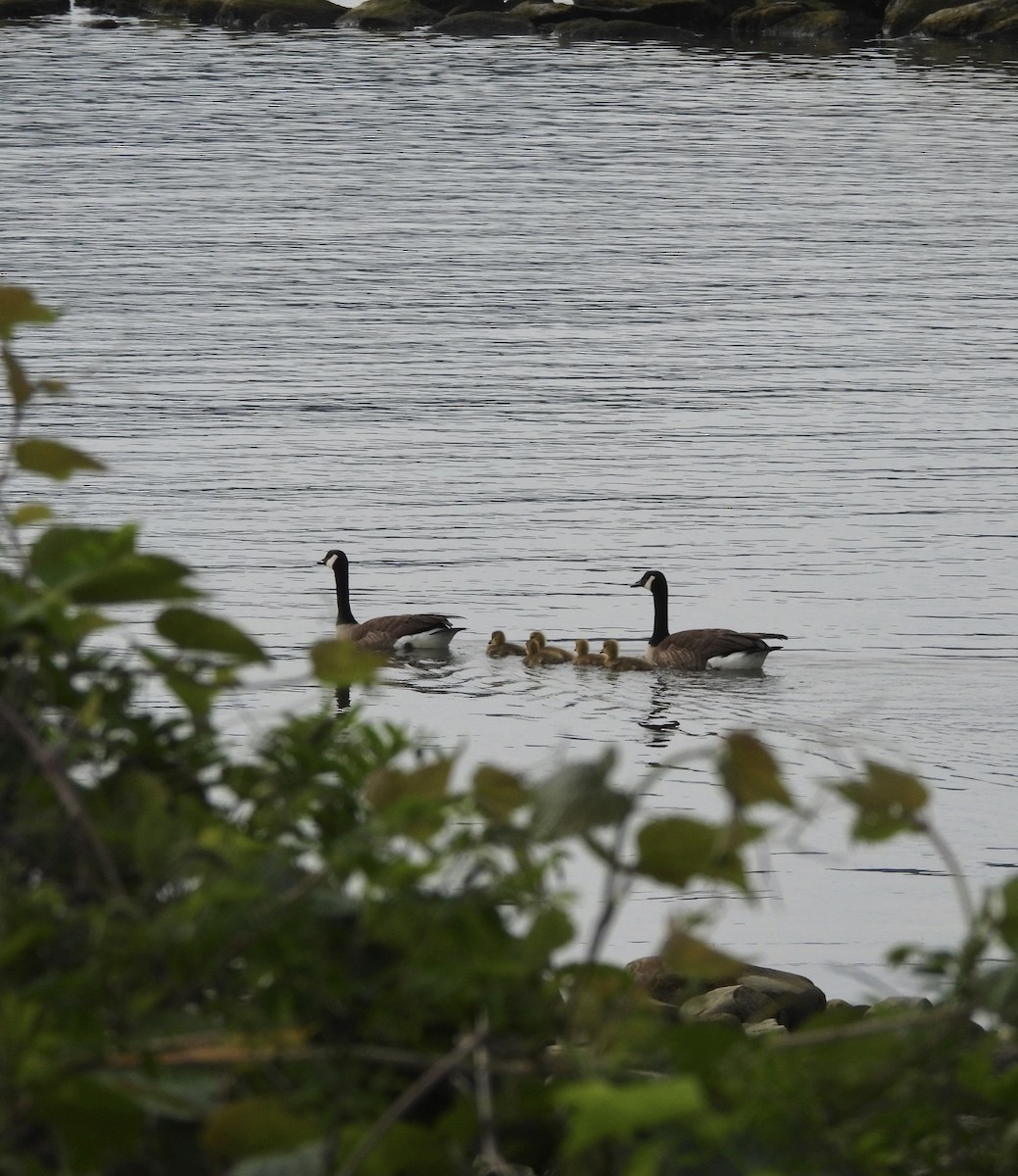 Canada Goose - Jay Luke