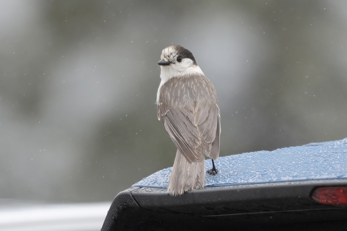 Canada Jay - Sandy Pringle