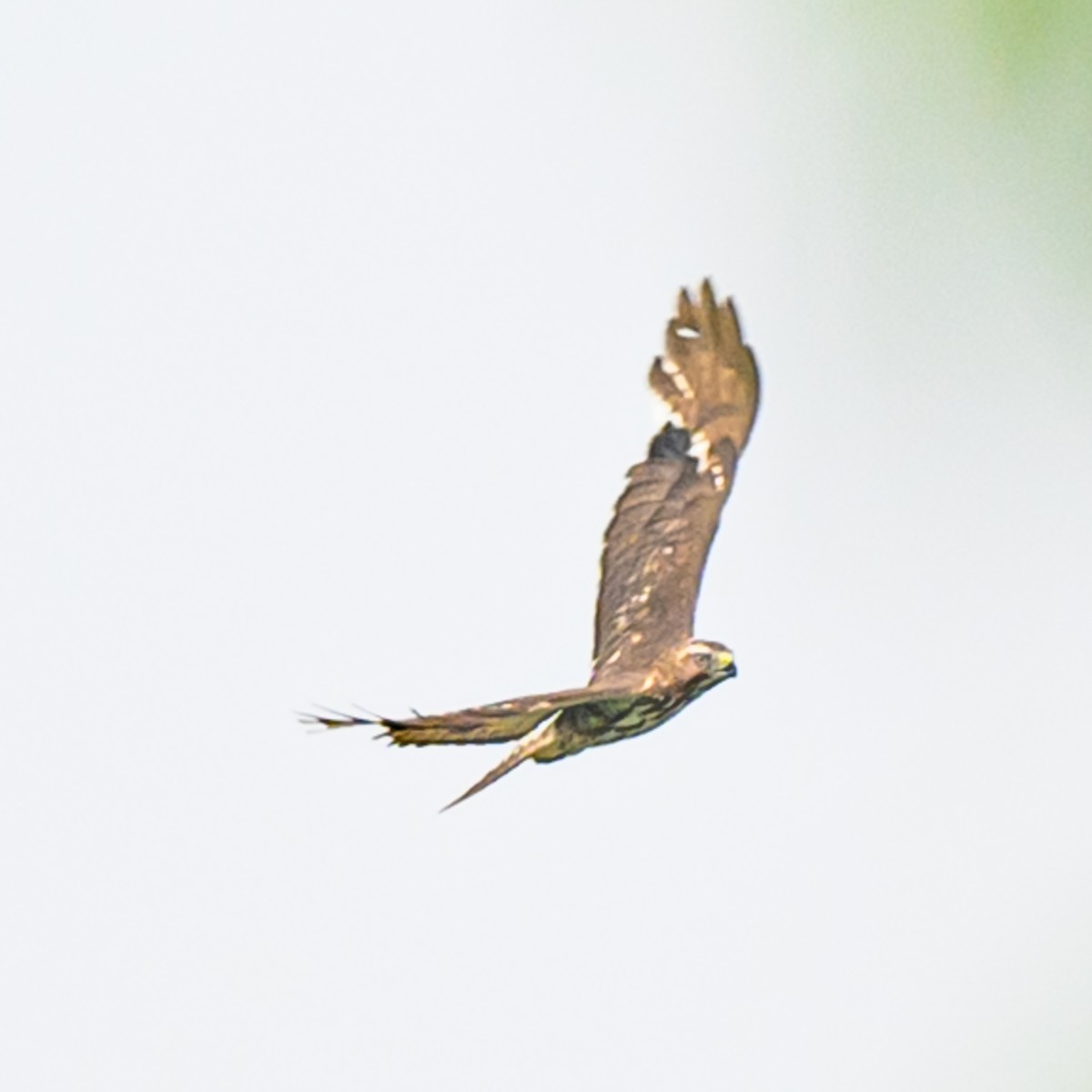 Broad-winged Hawk - Janet Hix