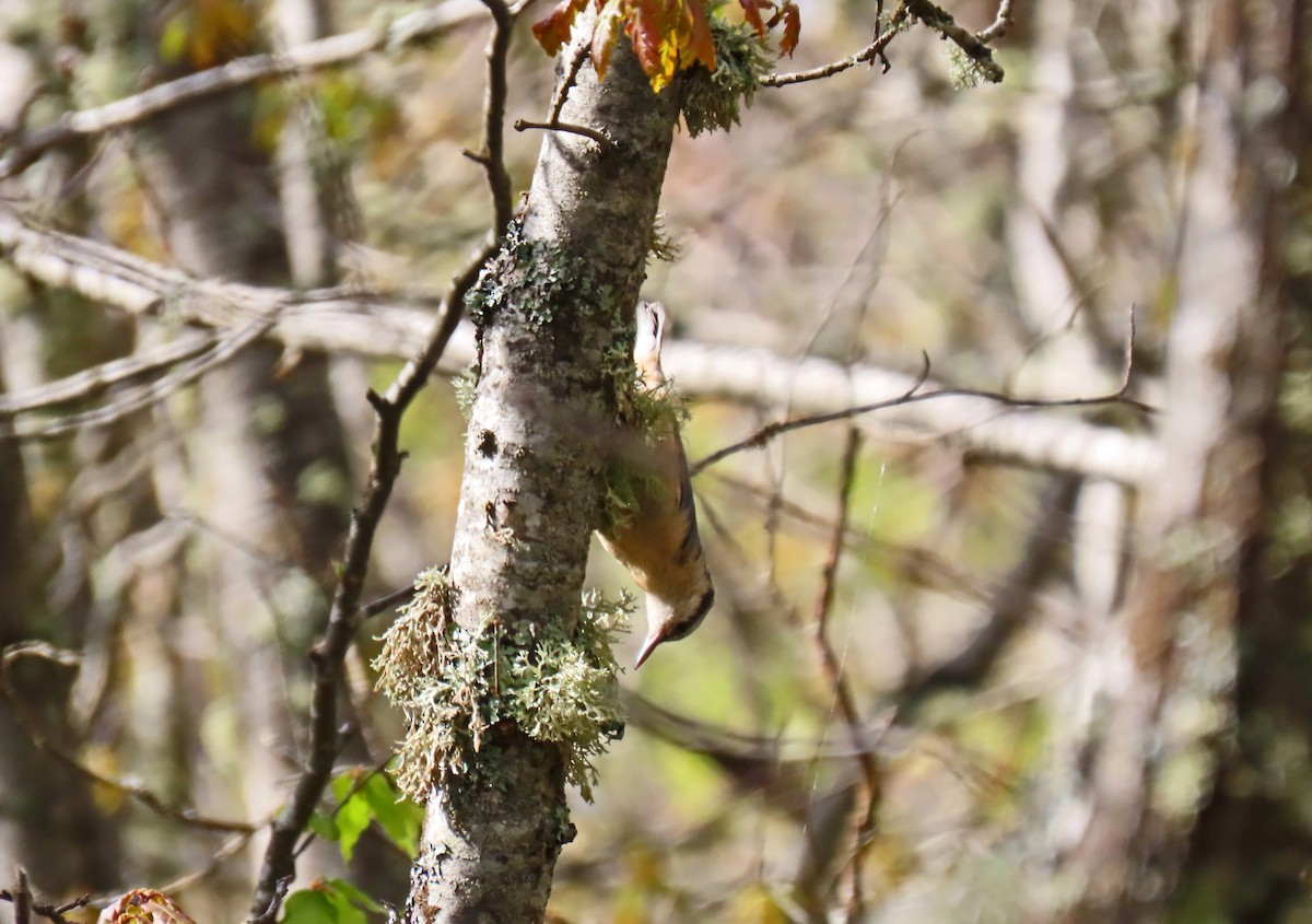 Eurasian Nuthatch - Francisco Javier Calvo lesmes