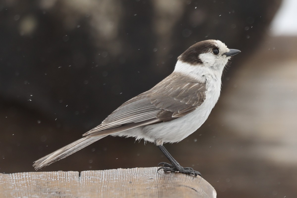 Canada Jay - Sandy Pringle