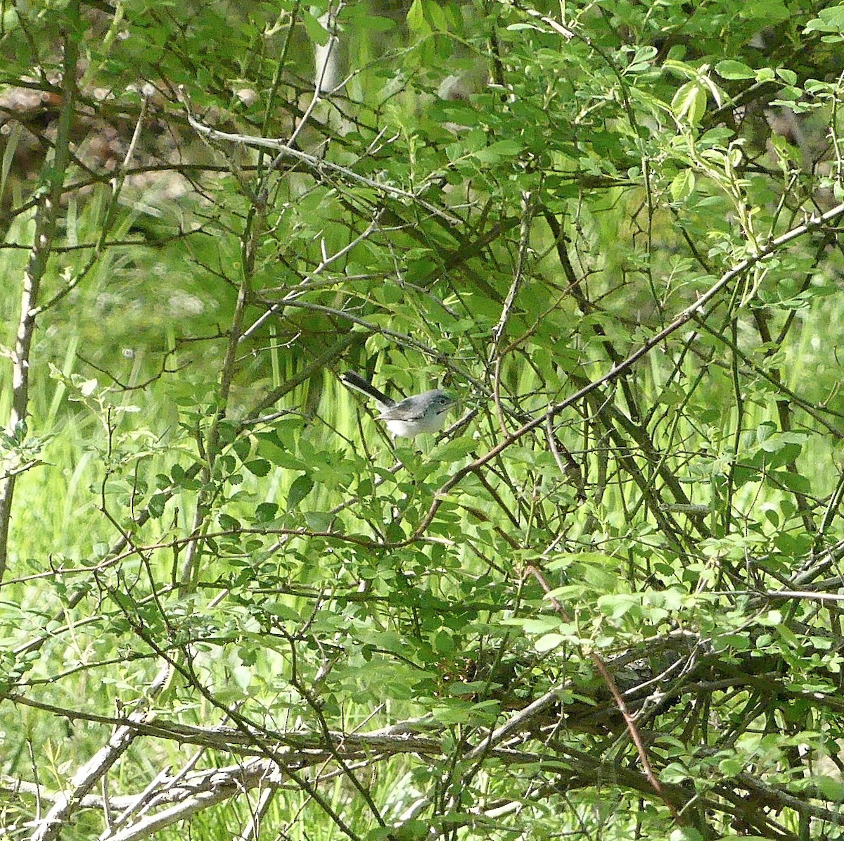 Blue-gray Gnatcatcher - amy pickering