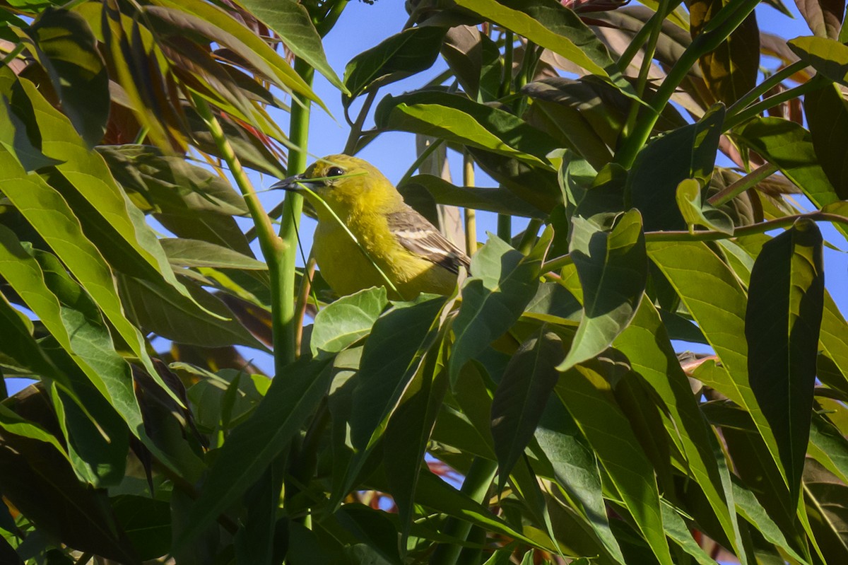 Orchard Oriole - ML619503259