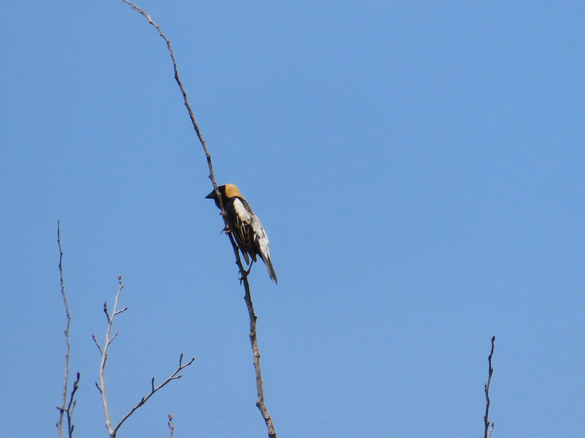 Bobolink - Ernie LeBlanc