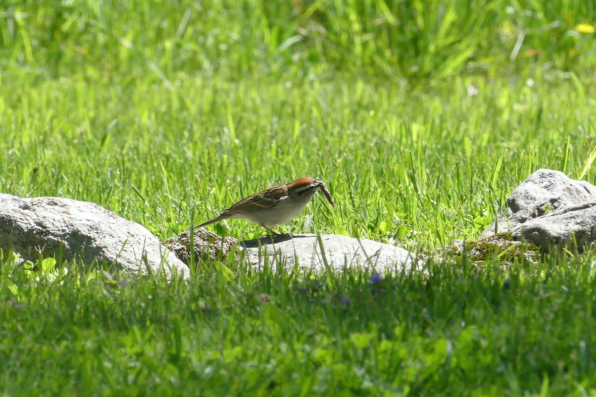 Chipping Sparrow - amy pickering