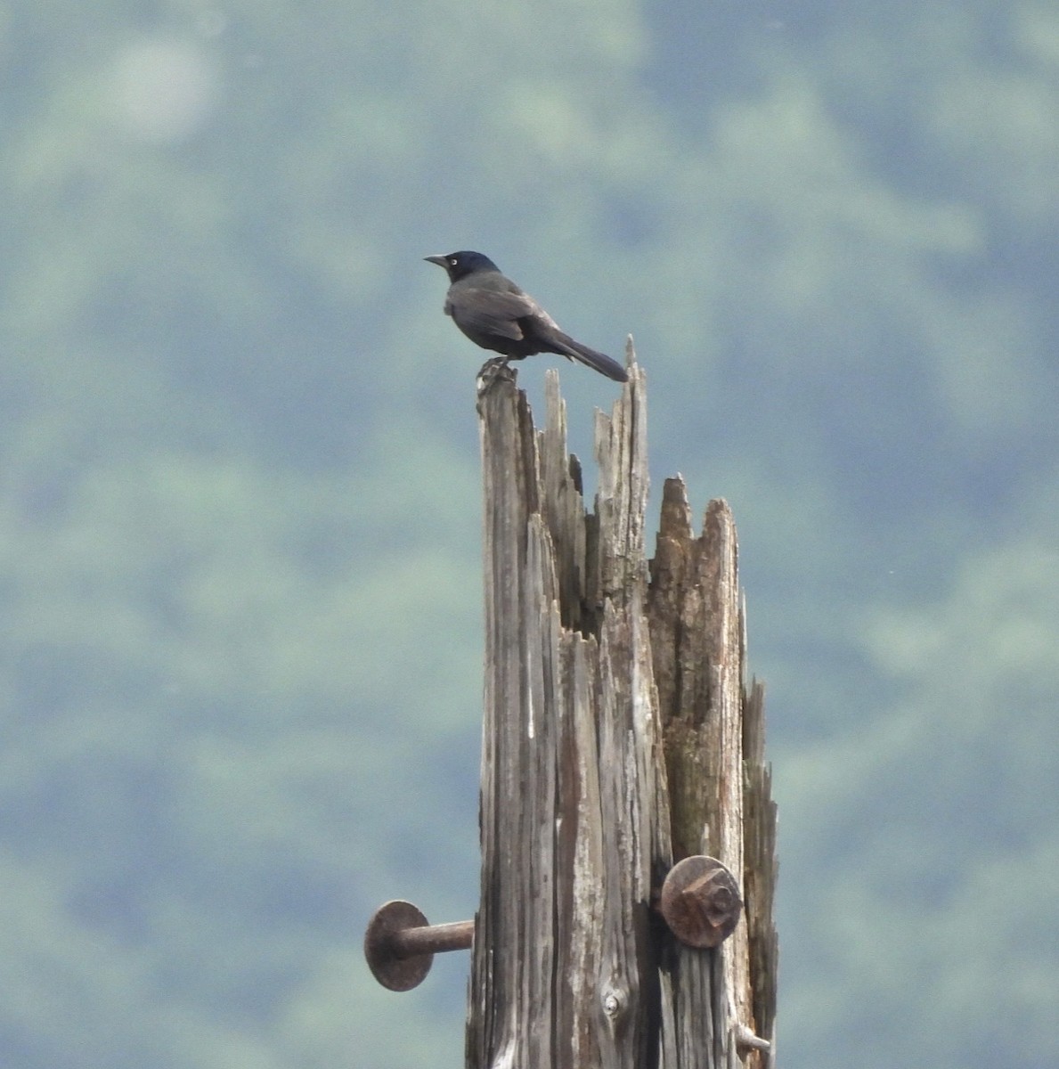 Common Grackle - Jay Luke