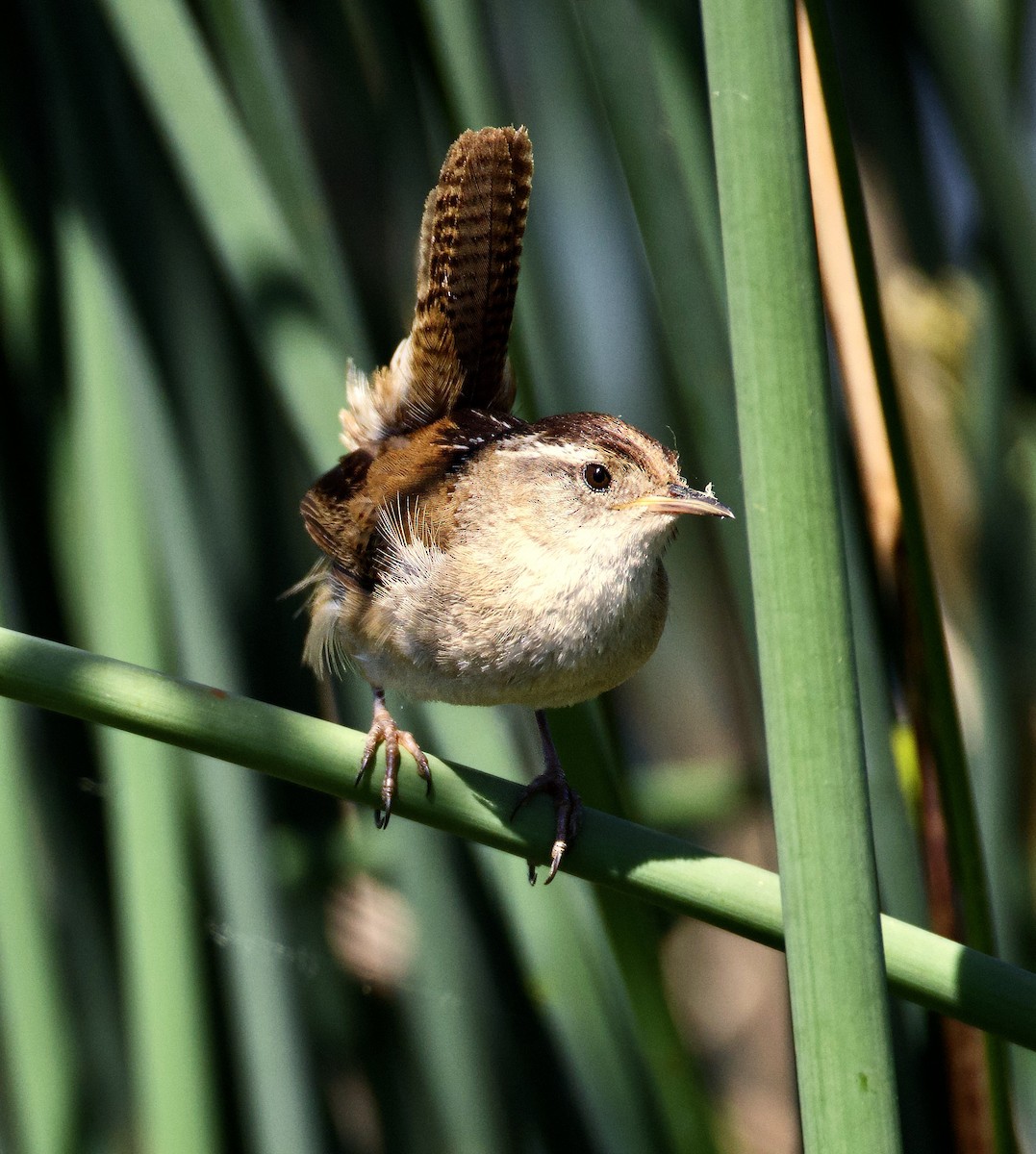 Marsh Wren - Mark Elness