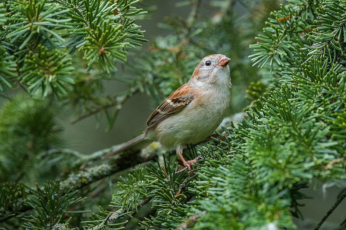 Field Sparrow - Lucie Laudrin