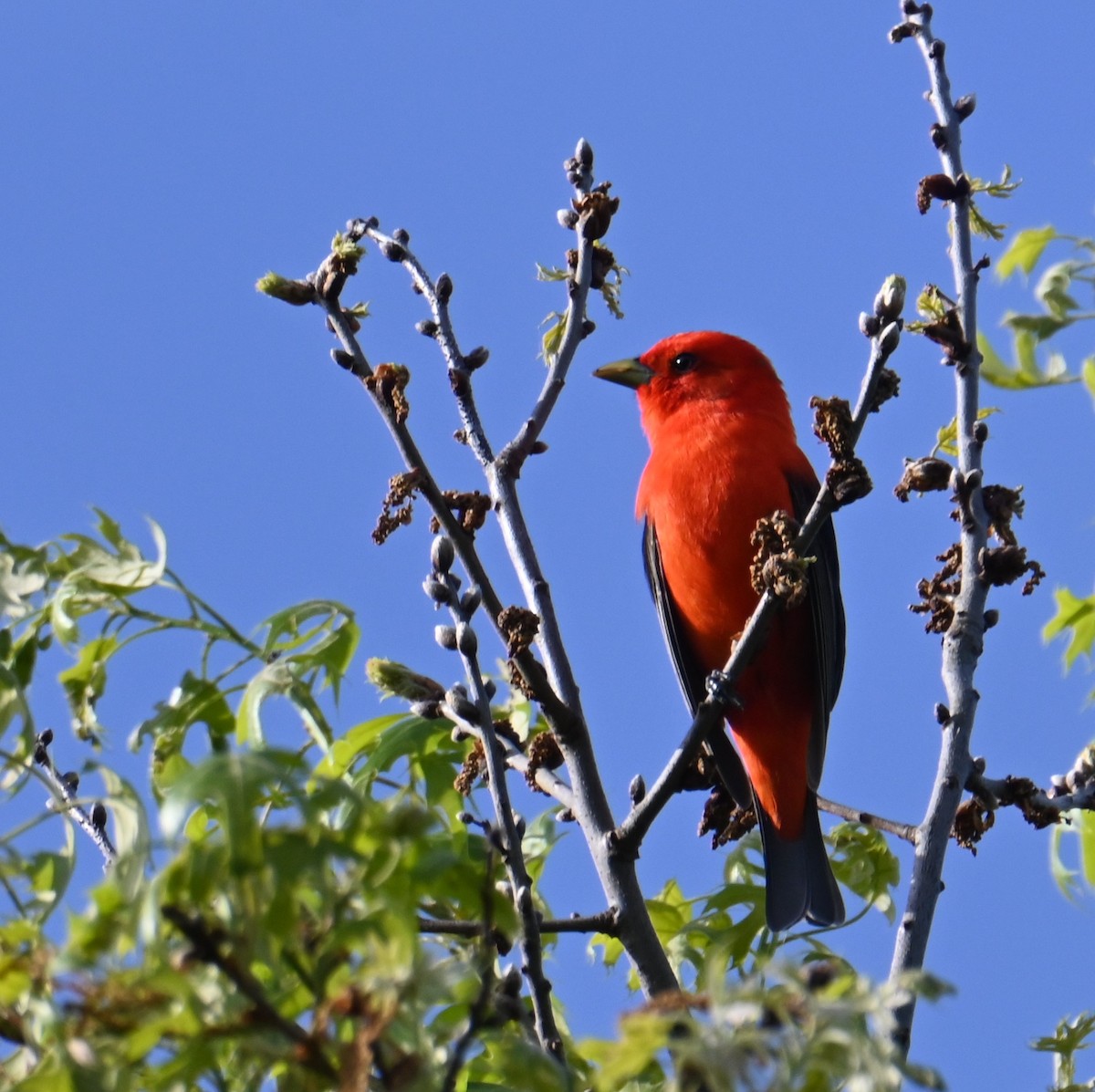 Scarlet Tanager - John Winegarden