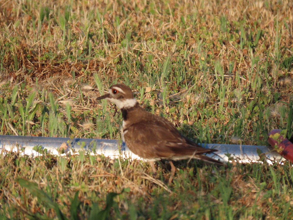 Killdeer - Kathleen Williams